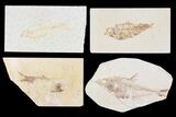 Lot: Cheap to Green River Fossil Fish - Pieces #81220-1